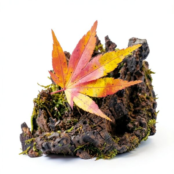 Objectif Panasonic 15mm f/1.7 noir compact pour Lumix G-6