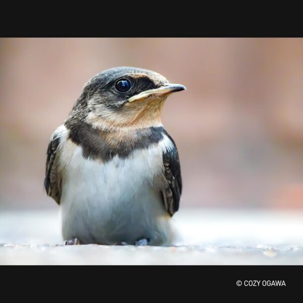 Objectif Panasonic Leica 100-400mm photo animalière sport-6